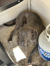 adoptable Dog in  named BLUE