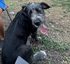 adoptable Dog in  named PANCHA