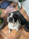 adoptable Dog in  named TEX