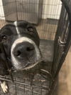 adoptable Dog in  named NOVA