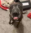 adoptable Dog in  named PEABODY