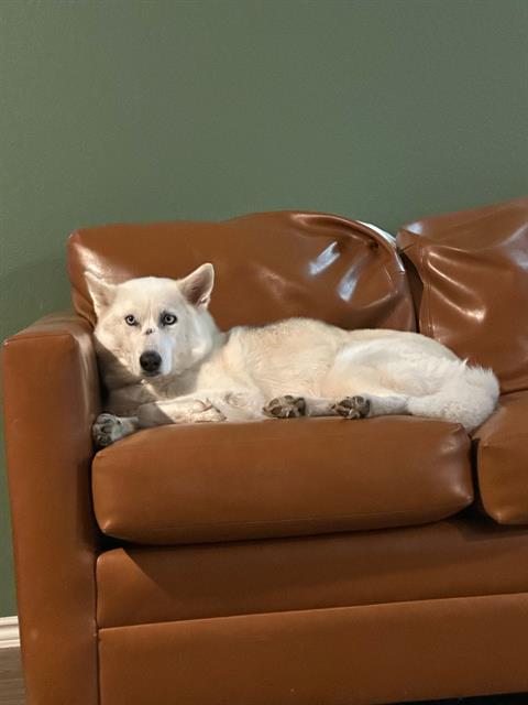 adoptable Dog in San Antonio, TX named NOVA