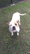 adoptable Dog in  named BELLA MIA