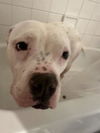 adoptable Dog in  named CASPER