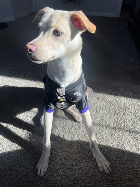 adoptable Dog in San Antonio, TX named JAX