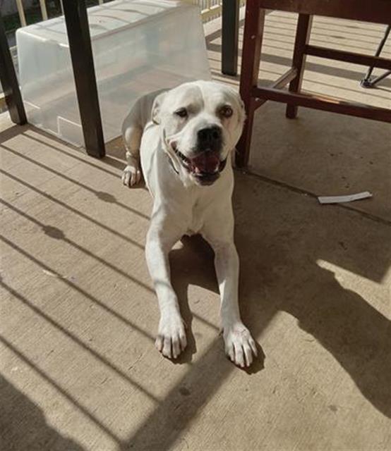 adoptable Dog in San Antonio, TX named GORDO