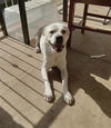 adoptable Dog in  named GORDO