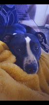 adoptable Dog in  named LUNA