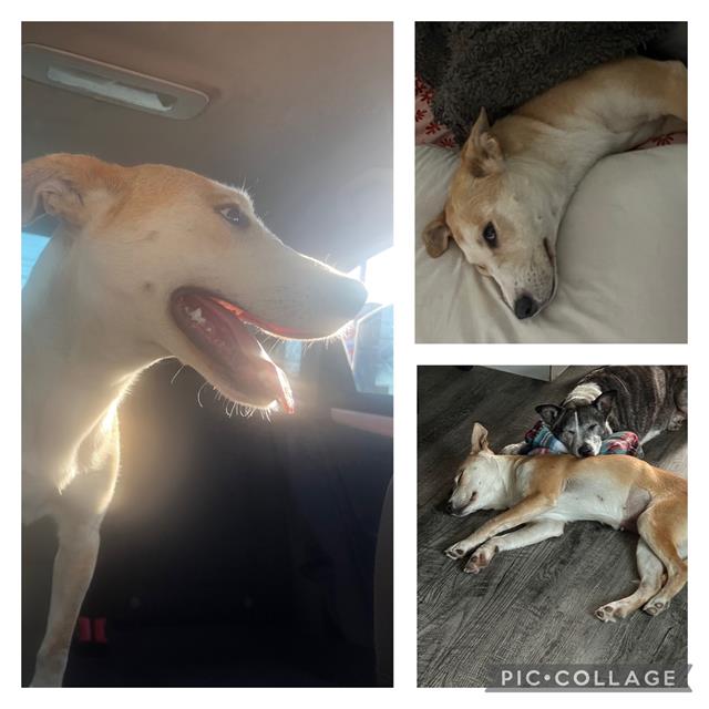 adoptable Dog in San Antonio, TX named NALA