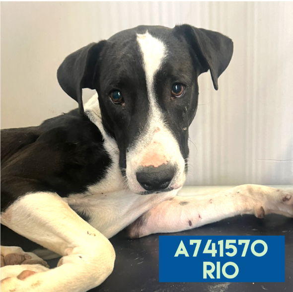 adoptable Dog in San Antonio, TX named RIO
