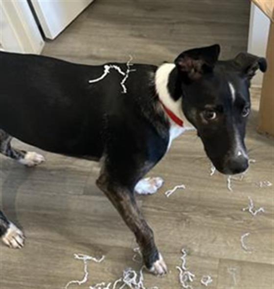 adoptable Dog in San Antonio, TX named LEVI