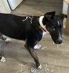 adoptable Dog in  named LEVI
