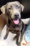 adoptable Dog in  named DAHLIA