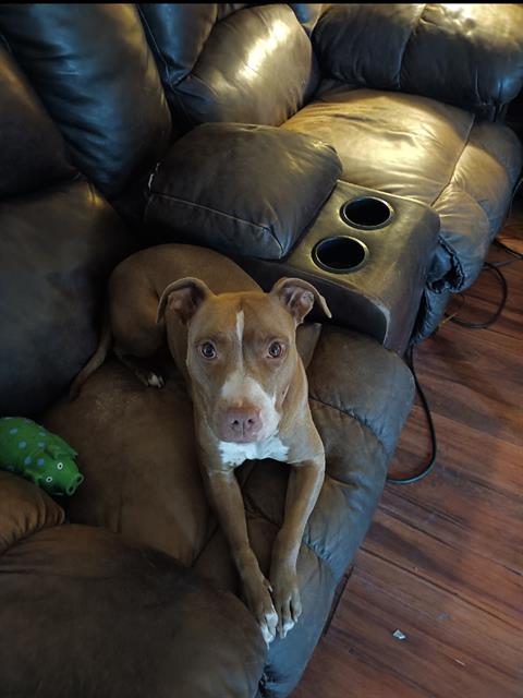 adoptable Dog in San Antonio, TX named ROSIE