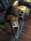 adoptable Dog in  named ROSIE