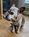 adoptable Dog in  named TOOTSIE