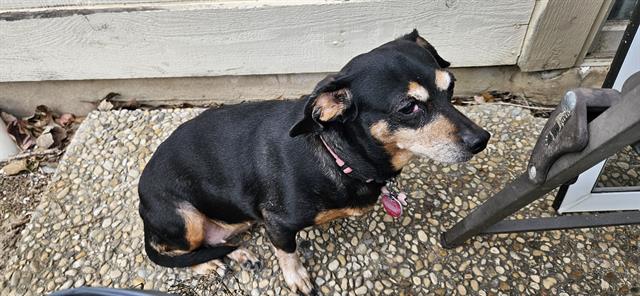 adoptable Dog in San Antonio, TX named BABE
