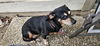 adoptable Dog in  named BABE