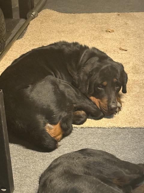 adoptable Dog in San Antonio, TX named ACE