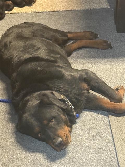 adoptable Dog in San Antonio, TX named KOBE