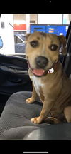 adoptable Dog in  named CHOCOLATE