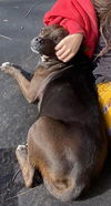 adoptable Dog in  named BEAN