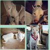 adoptable Dog in  named PAPAS