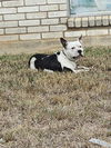 adoptable Dog in  named YODA