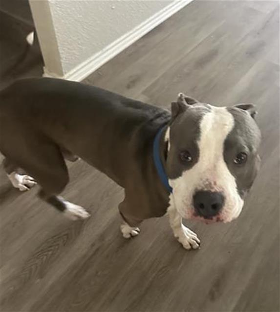 adoptable Dog in San Antonio, TX named SPOT