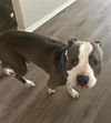 adoptable Dog in  named SPOT