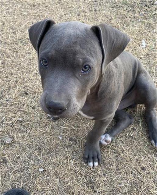 adoptable Dog in San Antonio, TX named ATHENA