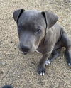 adoptable Dog in  named ATHENA