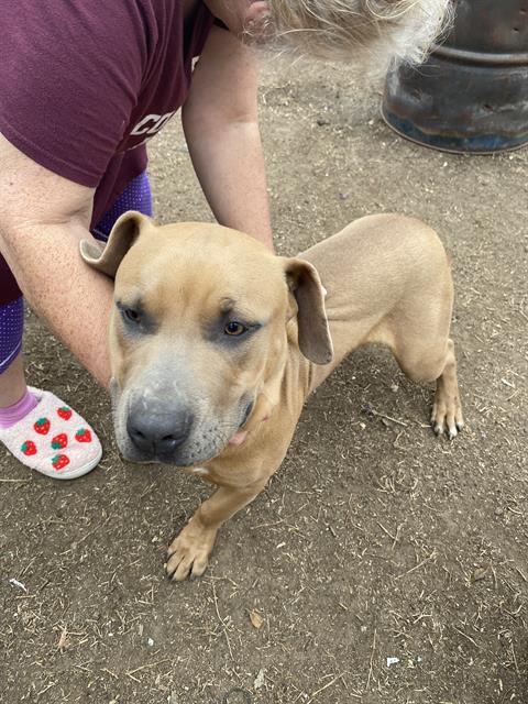 adoptable Dog in San Antonio, TX named CHARLIE