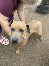adoptable Dog in  named CHARLIE