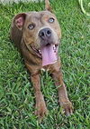 adoptable Dog in  named CHEWIE