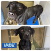 adoptable Dog in  named LYNWOOD