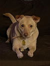 adoptable Dog in  named COOKIE