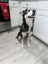 adoptable Dog in  named LUNA