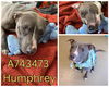 adoptable Dog in  named HUMPHREY