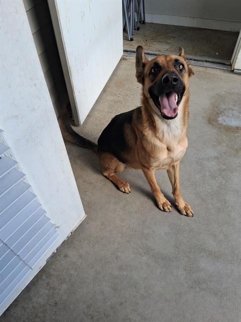 picture of the dog needing adoption