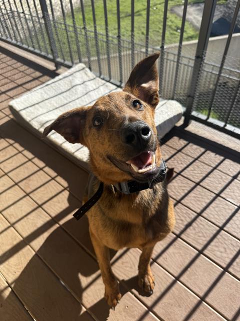 adoptable Dog in San Antonio, TX named BUDDY