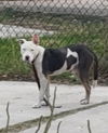 adoptable Dog in san antonio, TX named A741124