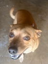 adoptable Dog in  named MEEKO
