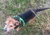 adoptable Dog in  named CHIQUITO