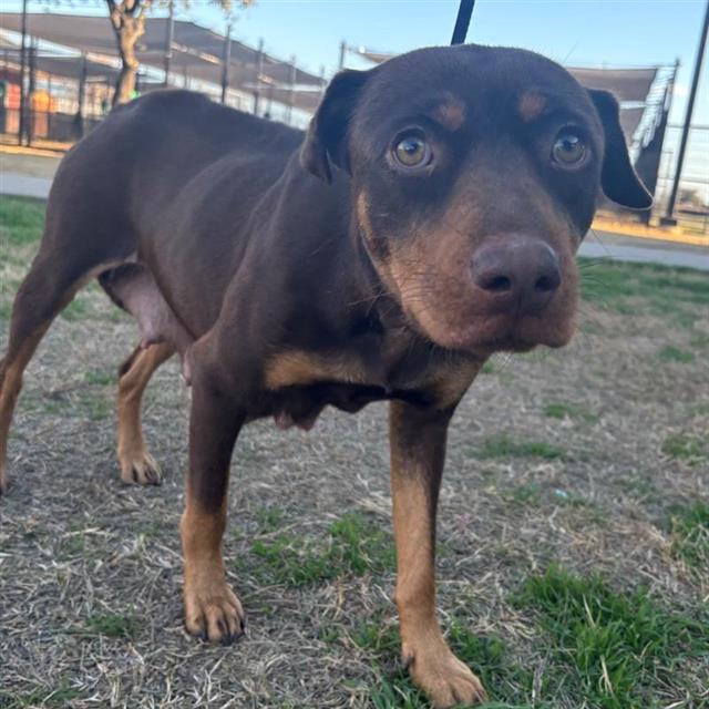adoptable Dog in San Antonio, TX named KRIS