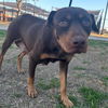 adoptable Dog in  named KRIS