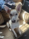 adoptable Dog in  named LUCKY