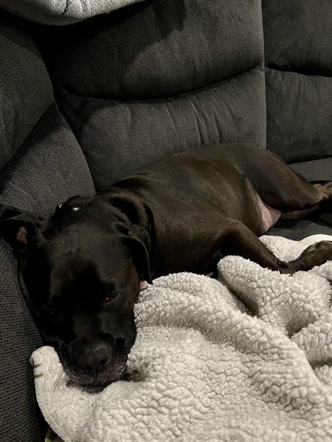 adoptable Dog in San Antonio, TX named COCO