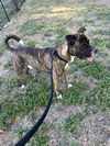 adoptable Dog in  named CASH