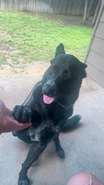 adoptable Dog in San Antonio, TX named BEAU